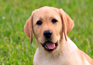 拉布拉多可以吃山楂嗎（能不能吃）